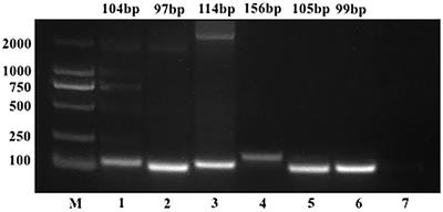 A multiplex real-time fluorescence-based quantitative PCR assay for calf diarrhea viruses